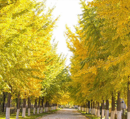 邳州市诚信银杏苗木种植专业合作社