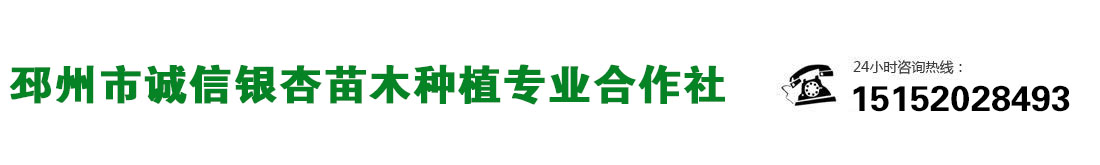 山东银杏,15/18/20/25/28/30/35/40公分银杏树价格